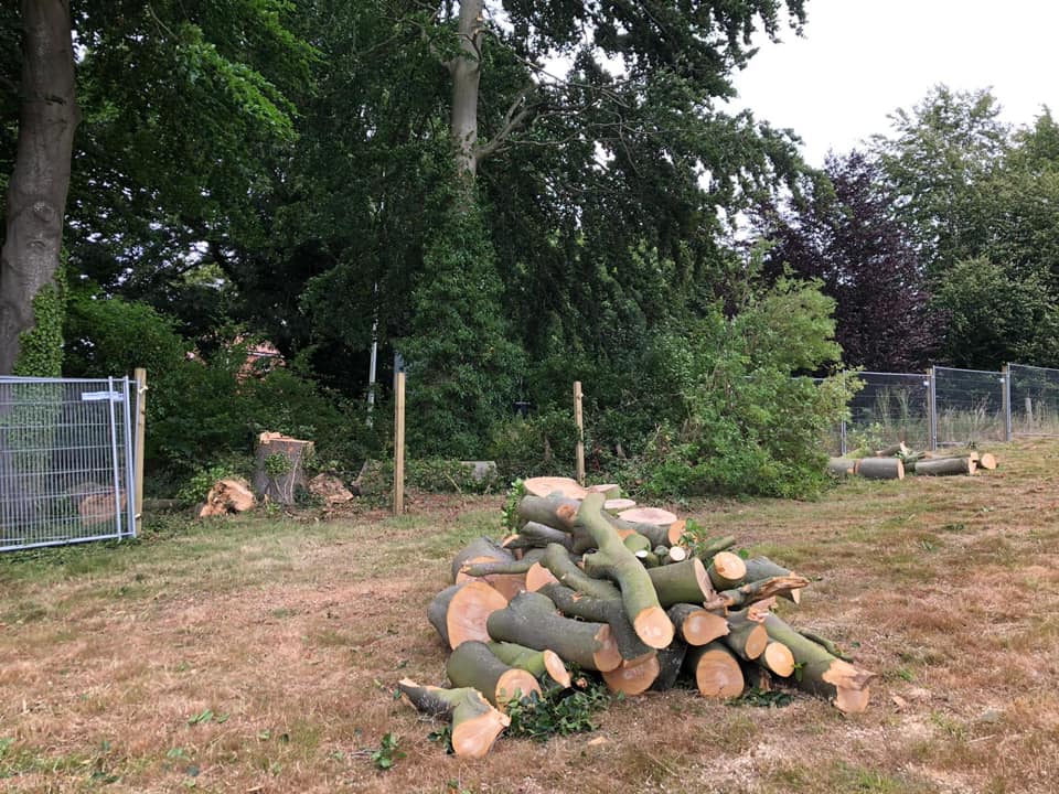 tree surgeon in chatham